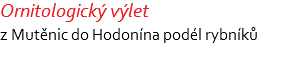 Ornitologický výlet z Mutěnic do Hodonína podél rybníků 